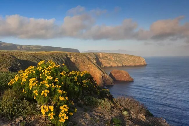 Wildflowers overlooking the coastal cliffs and ocean at Santa Cruz Island